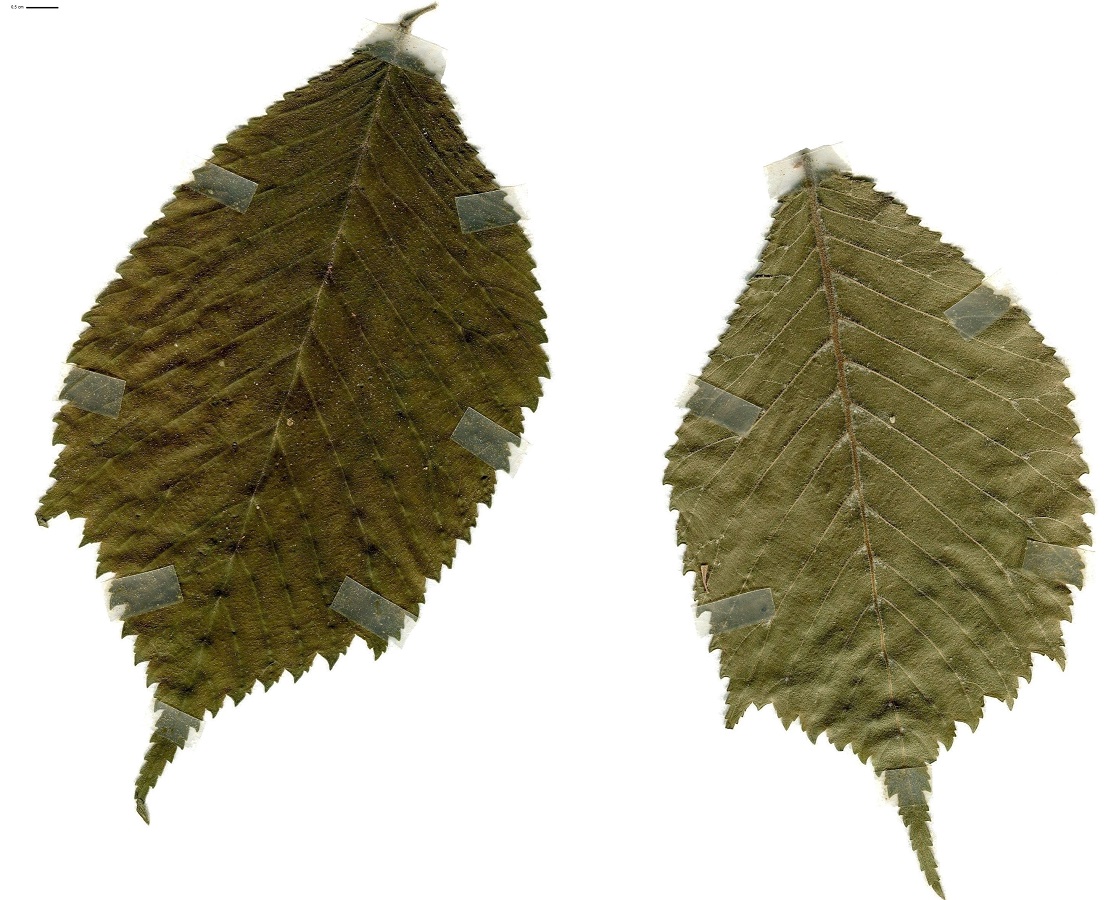 Ulmus glabra (Ulmaceae)